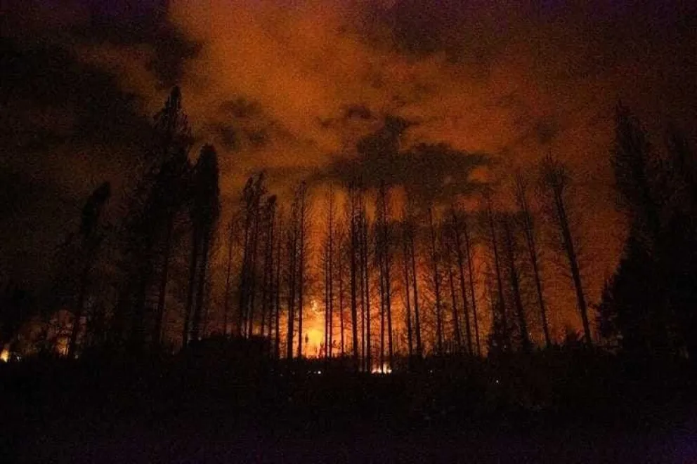 En cuatro años se perdieron más de 25 mil hectáreas de bosque nativo