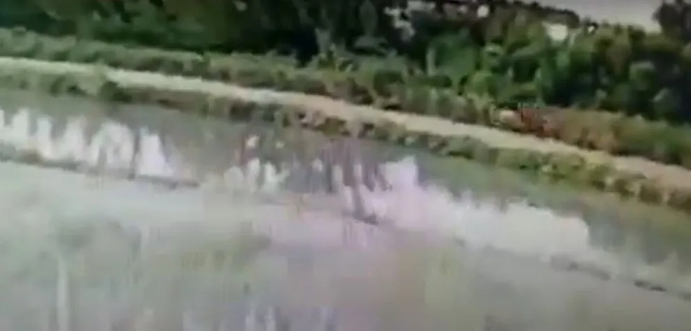 VIDEO: se robó un caballo de un stud y todo quedó registrado en una cámara de seguridad