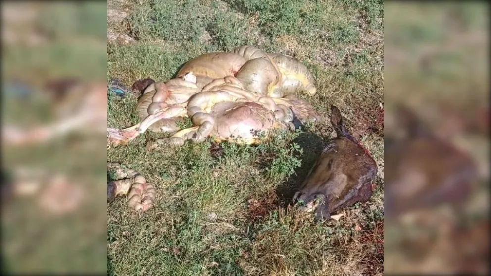 Le robaron el caballo y lo encontró descuartizado