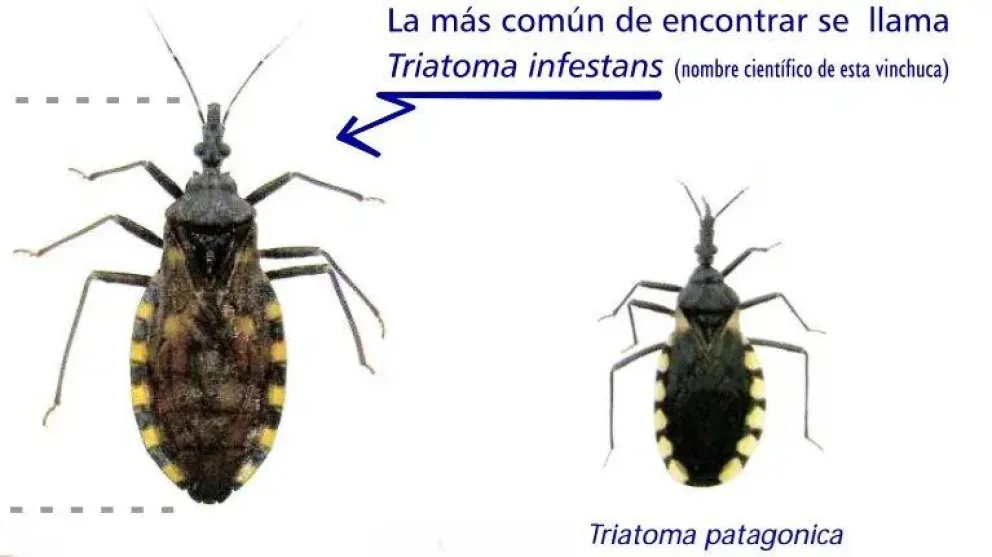  Prevención del Chagas: ¿Qué hacer para evitar las vinchucas en casa?