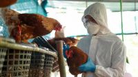 La empresa Pollolín se verá obligada a sacrificar 180 mil pollos por gripe aviar
