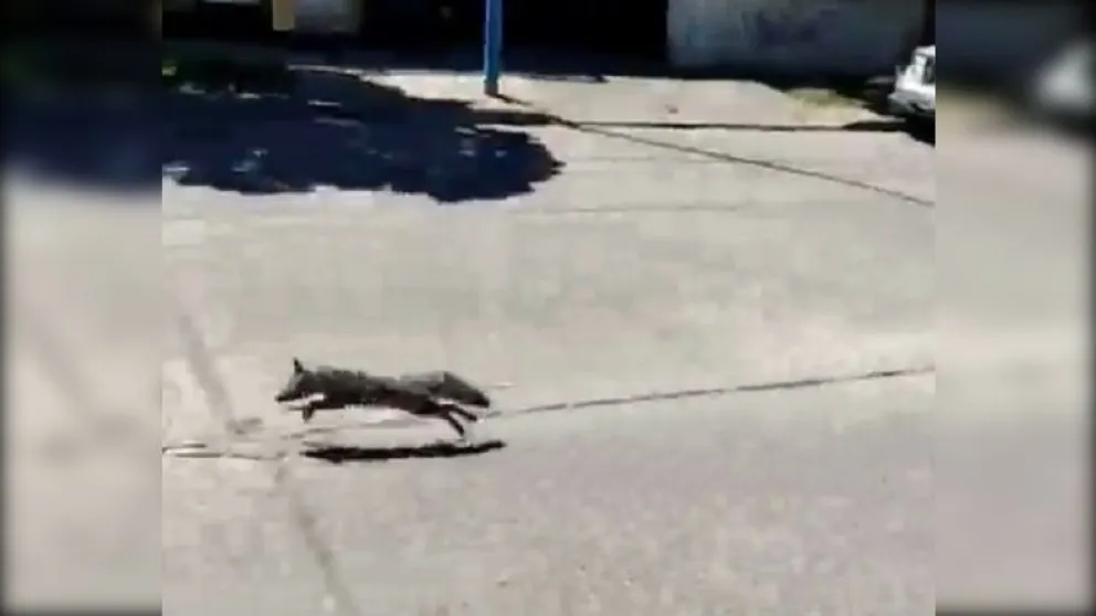 Un zorro suelto en el centro de la ciudad