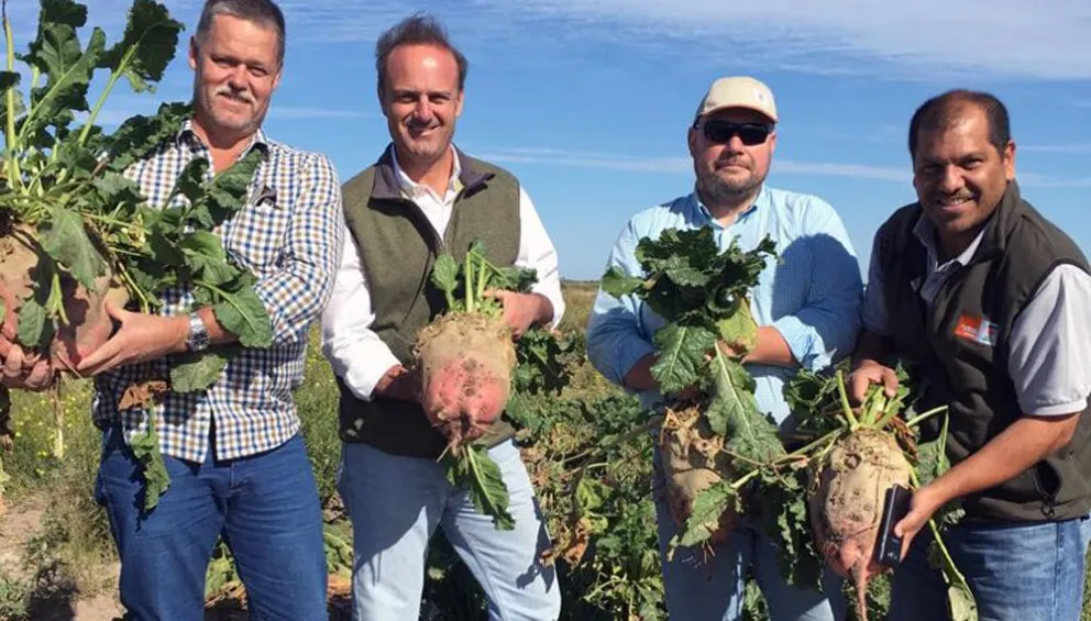 Innovación agrícola: buscan producir remolacha forrajera para las vacas del Alto Valle 