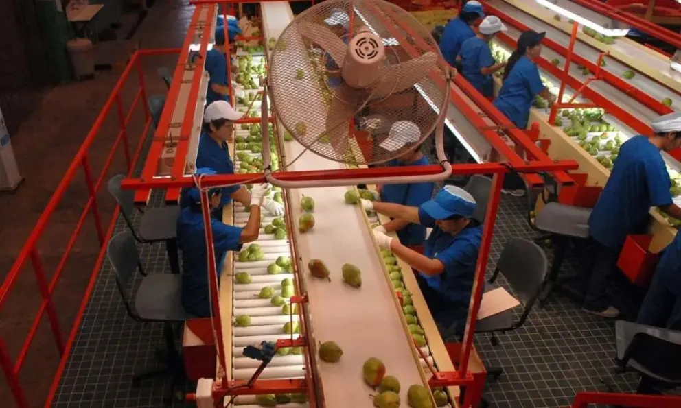 Una cooperativa de Roca incorporó paneles solares y avanza en la producción orgánica