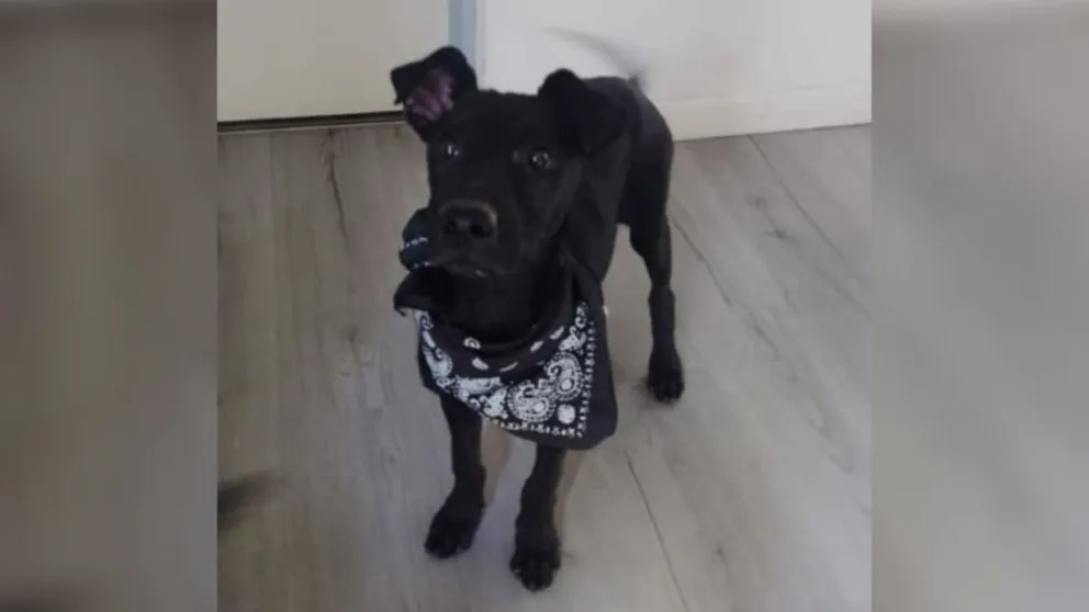 Una joven adoptó un perro a las proteccionistas de Roca y lo terminó perdiendo
