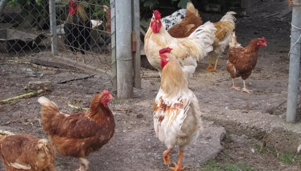 ¿Querés criar gallinas y gallos? INTA brindará una capacitación sobre cuidados