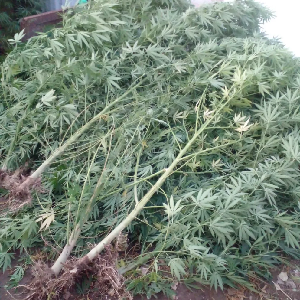 Robaron una moto y su actitud sospechosa los delató: fueron atrapados y les secuestraron 19 plantas de Marihuana