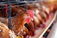 Río Negro está en emergencia agropecuaria por la gripe aviar