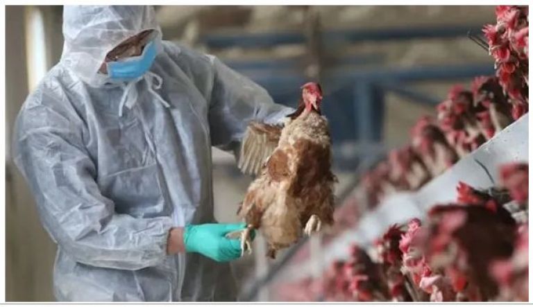 Preocupación por la gripe aviar en Argentina: cuántos casos hay en el país