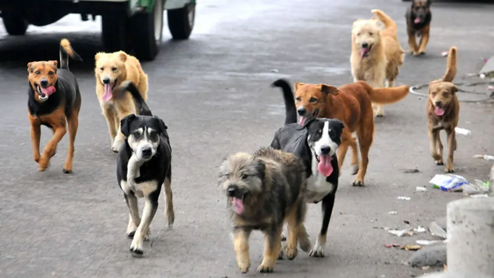 ¡A cuidar a nuestras mascotas!: Advierten sobre la presencia de tirador anónimo que le dispara a los perros 