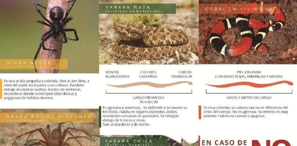 Un hombre fue mordido por una serpiente: repasá las medidas ante la aparición de especies venenosas