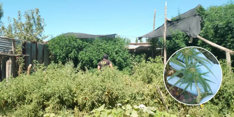 Descubrieron una extensa plantación de marihuana: intervino la Justicia Federal de Roca