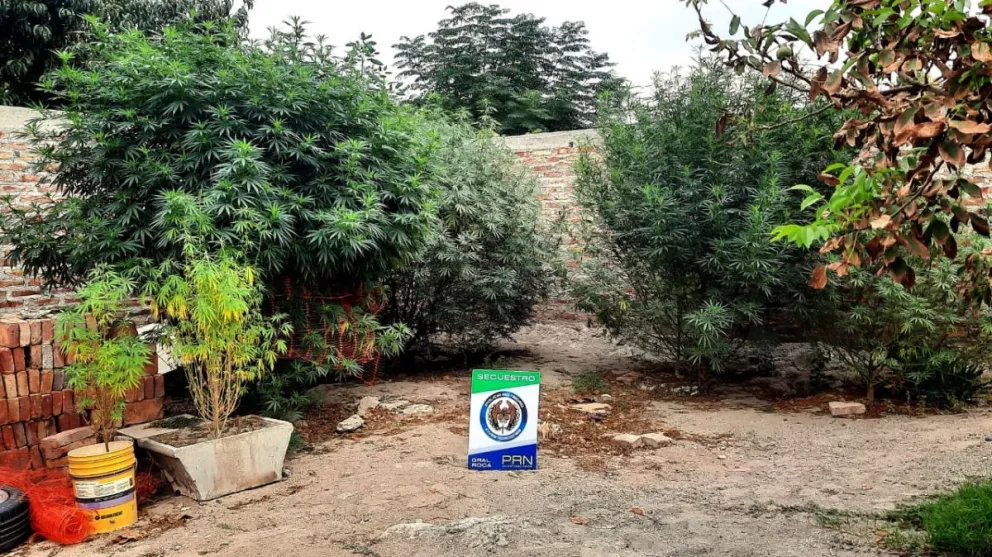 Fiske Menuco: secuestraron 16 plantas de Cannabis Sativa y un vehículo robado