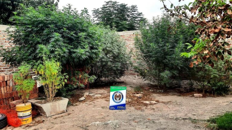 Fiske Menuco: secuestraron 16 plantas de Cannabis Sativa y un vehículo robado
