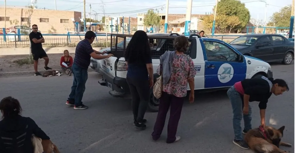 Castraron 32 perros y 30 gatos en una jornada de bienestar animal en barrio Nuevo