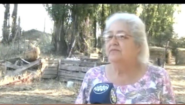 Una productora denunció que se le murieron nueve vacas por un pasto contaminado