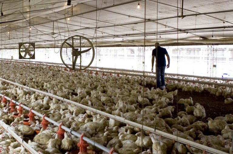 Brote de gripe aviar: sacrifican más de 600.000 ejemplares en dos granjas de Mainqué