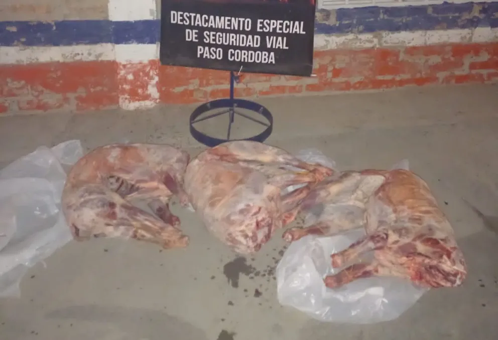 Transportaba tres animales faenados, se negó a mostrar el interior de su vehículo y lo atraparon