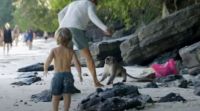 Video: un grupo de monos atacó a un nene de 5 años y a su familia en la playa