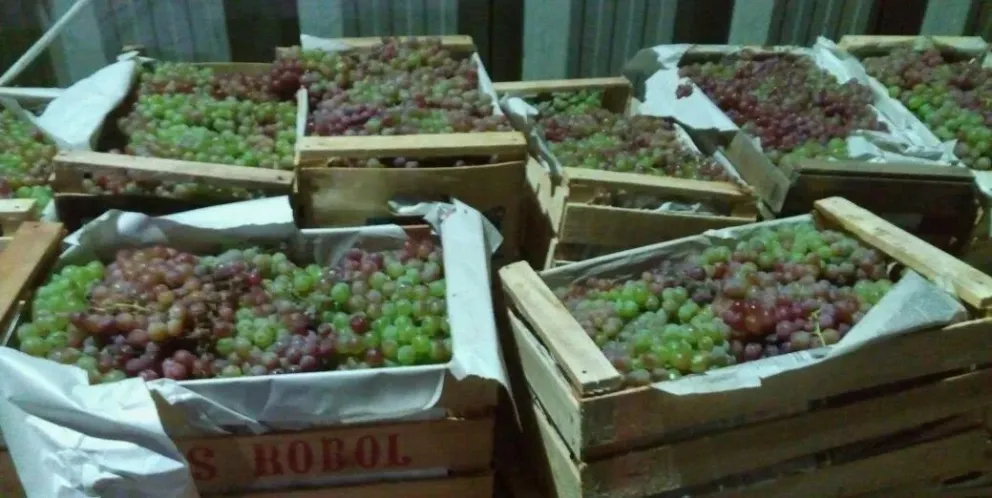 Decomisaron frutas que son riesgosas por las plagas que podrían ingresar a la región