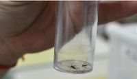 Dengue: confirman cinco muertes y los casos van en aumento en todo el país