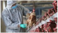 Alerta: Chile confirmó el primer caso humano de gripe aviar