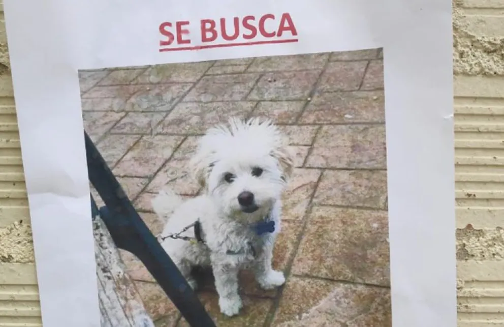 ¡Alerta!: reapareció la pareja que engaña a familias desesperadas que buscan a sus mascotas