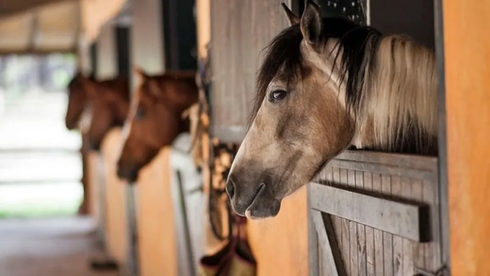 Gran gesto: construyen boxes para caballos víctimas de maltrato. Mirá cómo podés ayudar