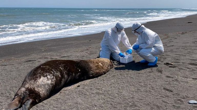 Preocupación en Chile: la gripe aviar dejó más de mil lobos marinos y 700 pingüinos muertos