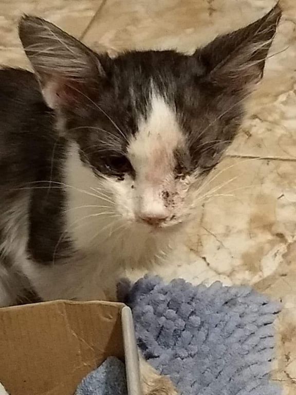 Desalmado: golpeó brutalmente a una gatita, le hizo perder un ojo y la dejó tirada