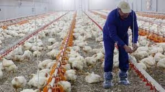 Grave situación por la gripe aviar: qué dice la empresa más afectada
