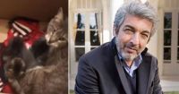 Se viralizó el gesto que tuvo Ricardo Darín para salvar a una gatita de la muerte