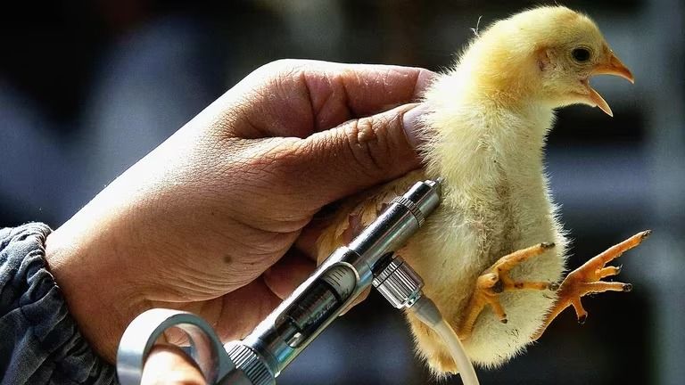 Gripe aviar: un juez pidió un informe científico para decidir si se sacrificarán a más de 200.000 gallinas