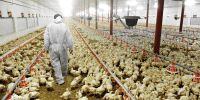 Gripe aviar: confirman que habrá una compensación proporcional a la cantidad de animales sacrificados