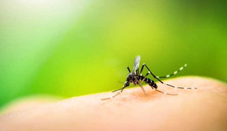 Aseguran que en Argentina “hay un brote epidémico de dengue”