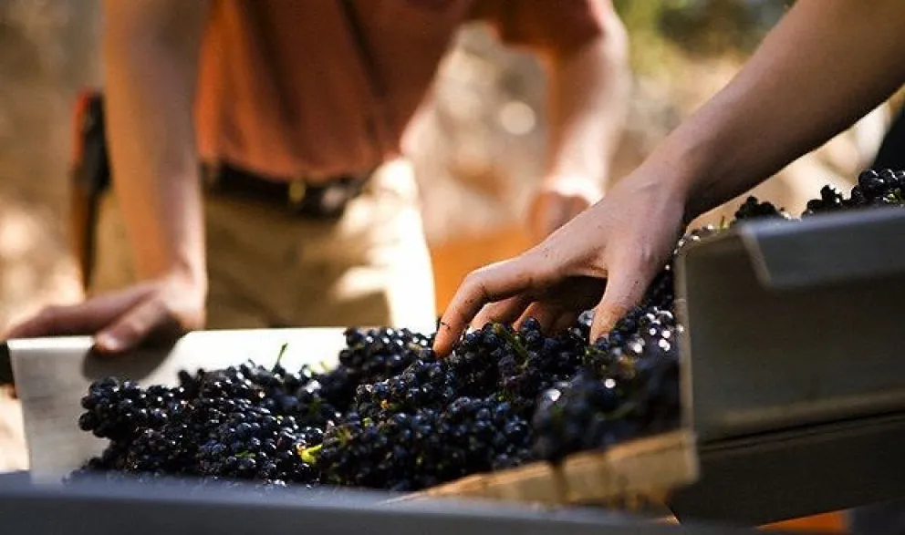 Se viene la décima edición de la Fiesta del Vino Patero en la región: ¿te la vas a perder?