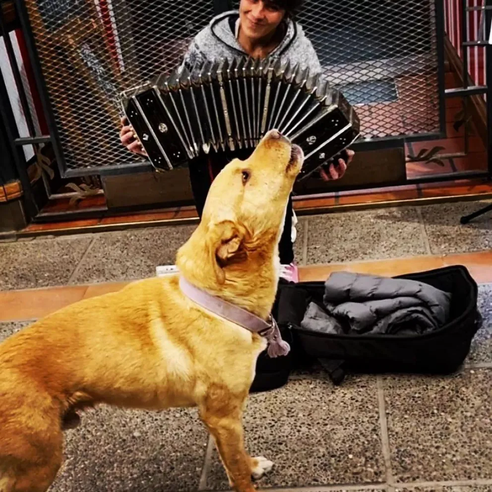 ¿Dónde está Rubio?: la chica del bandoneón pide ayuda para encontrar a su fiel compañero