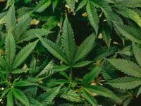 Encuentran 33 plantas de marihuana en una vivienda del Alto Valle