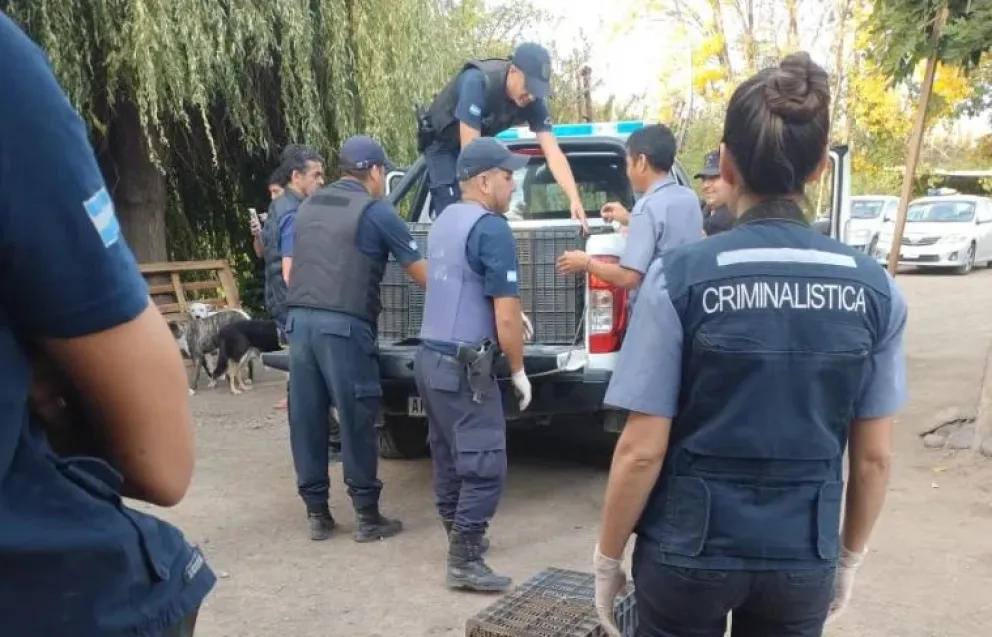 Maltrato animal: secuestran 24 gallos en una chacra que eran usados en peleas clandestinas 