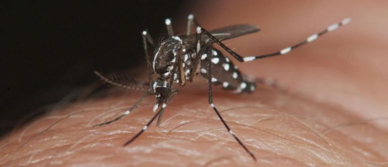 Dengue: reportan más de 56.000 casos en el país y hay circulación viral en 15 provincias