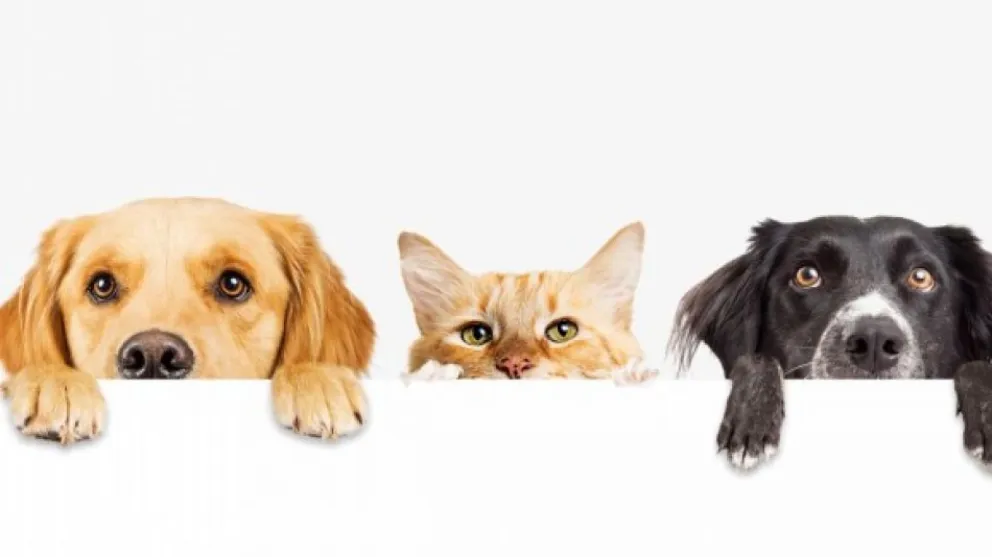 Día del Animal: Repasá cuales son las actividades que se realizarán en la ciudad