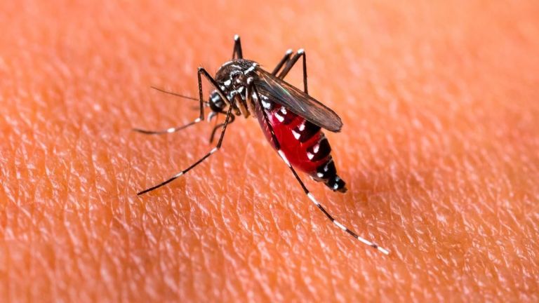 La ANMAT aprobó una vacuna para la prevención del dengue
