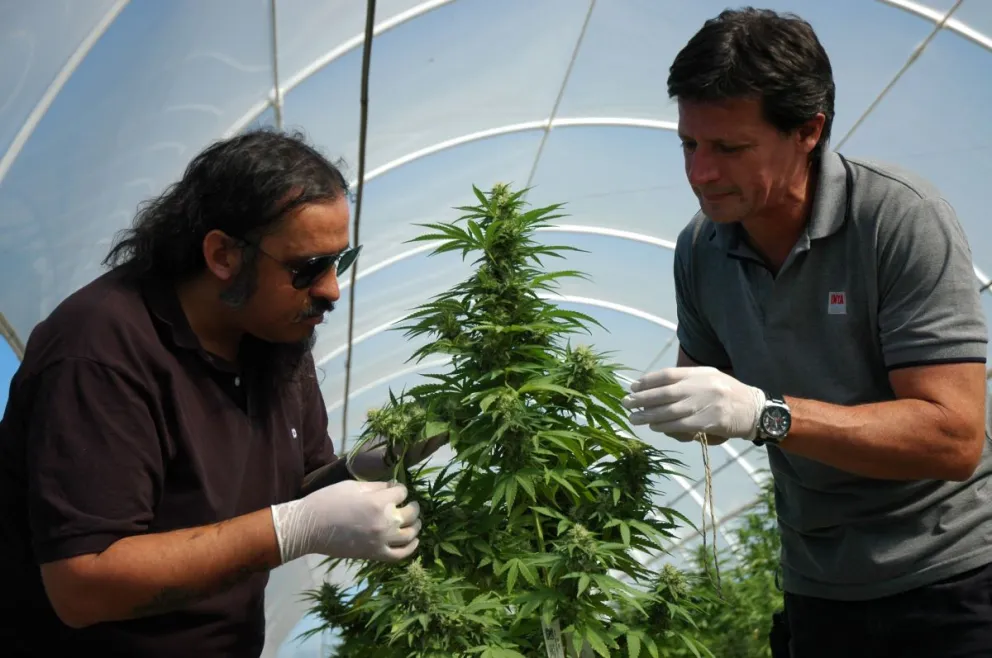 Comenzó el cultivo de cannabis en el INTA Alto Valle