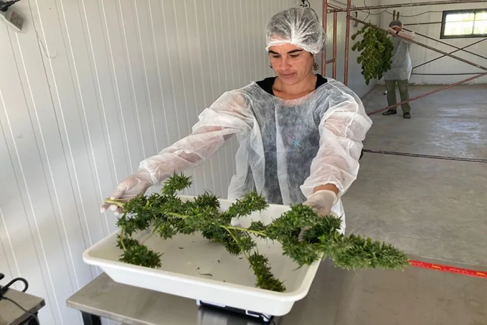Guerrico: se cosechó “Cannawine”, la primera variedad de cannabis medicinal producida en el país