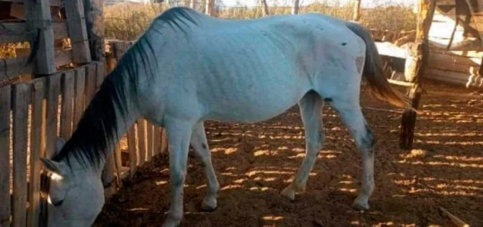 La policía recuperó un caballo que fue robado en 2019 