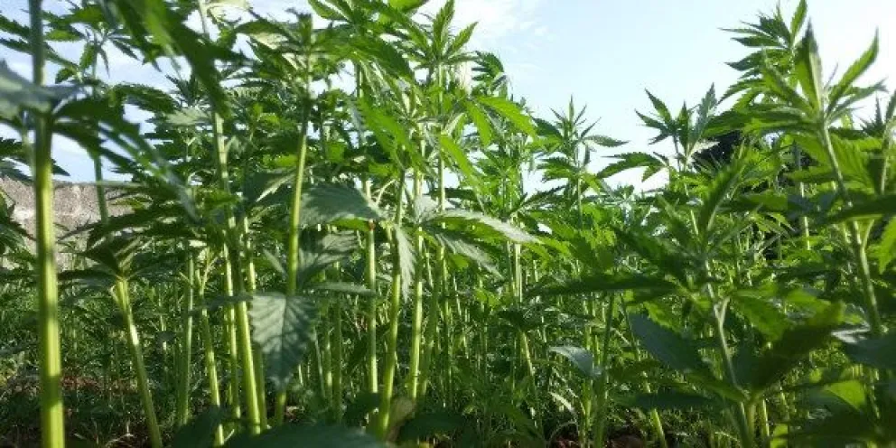 La Fundación Gen informó que se está desarrollando una genética de cáñamo industrial adaptada a la región