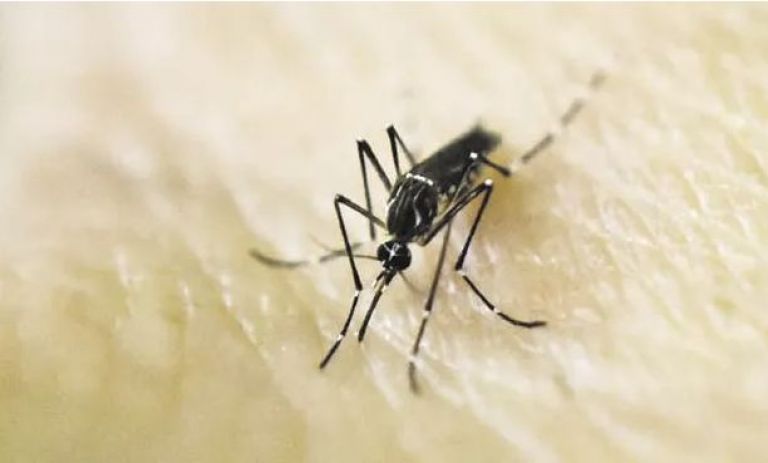Especialistas afirman que la vacuna contra el dengue tiene una eficacia «muy buena»