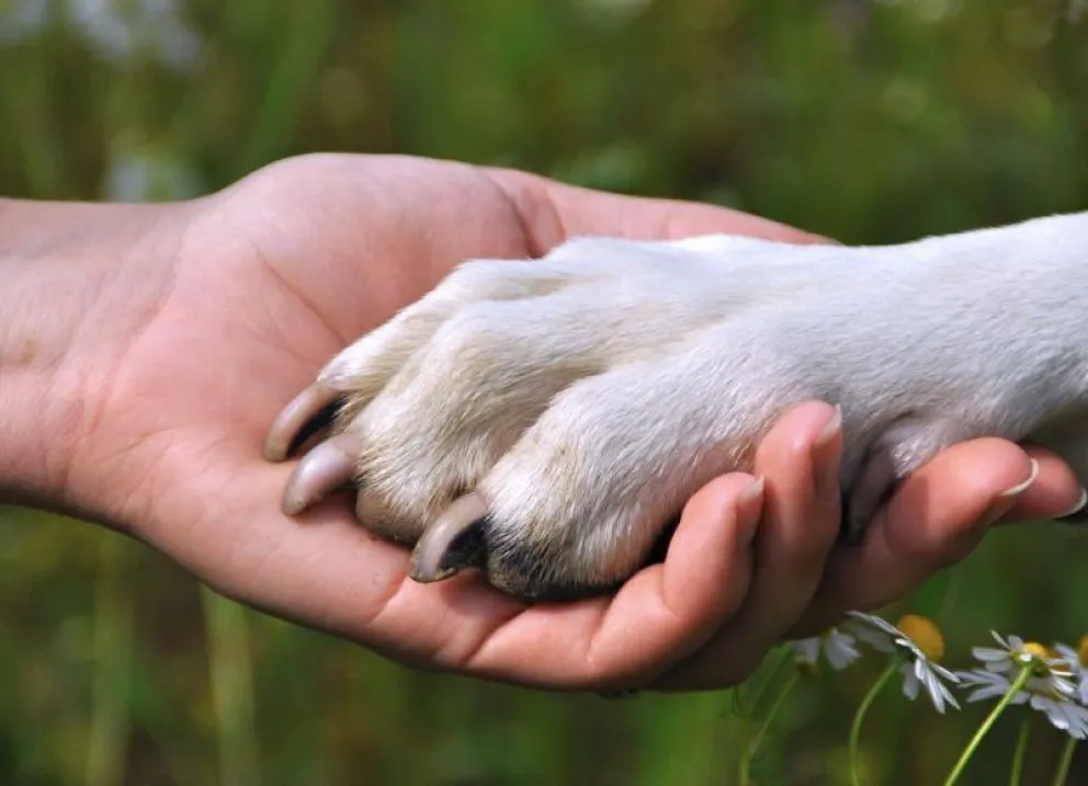 Día del Animal: repasá el cronograma de actividades que se realizarán esta tarde en Roca