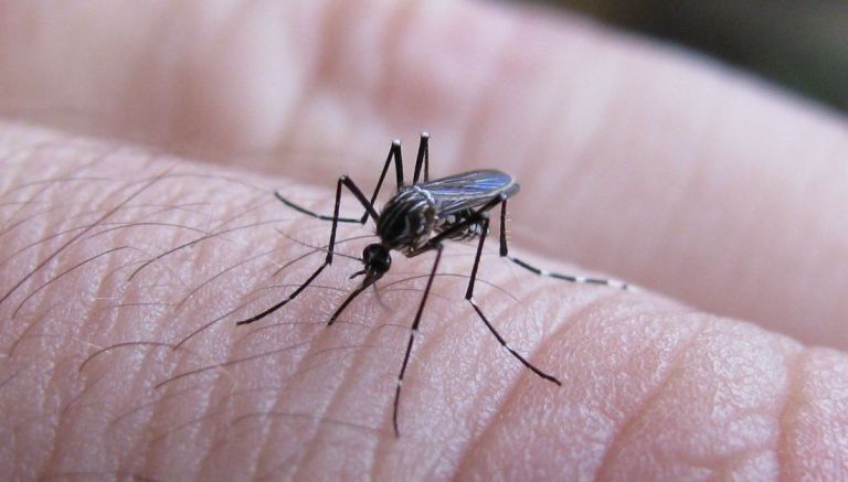 Récord de casos de dengue en Argentina: ya son 71.717 en el país