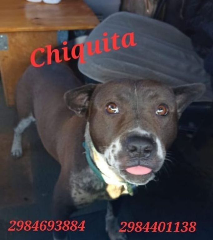 ¿La viste?: Buscan a Chiquita, la perrita que iba en la trafic que chocó sobre Ruta Chica